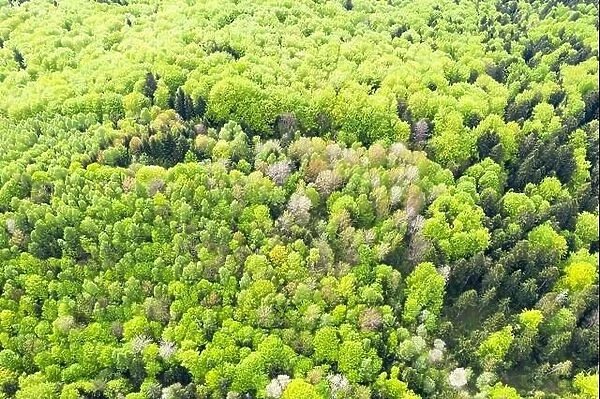 Aerial drone photo looking down on magical spring summer forest with bright green leaves. Nature background