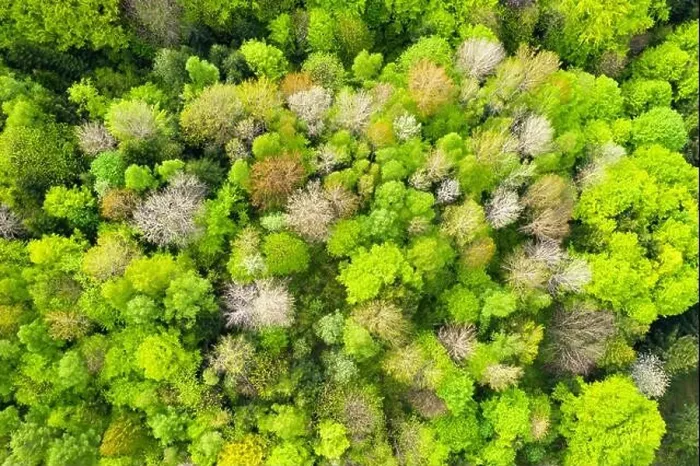 Framed Print : Aerial drone photo looking down on magical spring summer forest with bright green leaves. Nature background Framed Print : Aerial drone photo looking down on magical spring summer forest with bright green leaves. Nature background