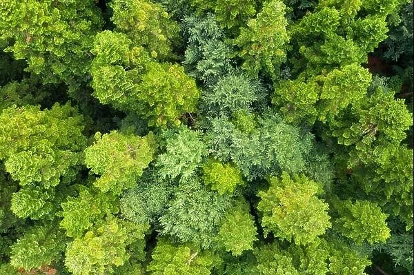 Aerial drone photo looking down on magical summer forest. Nature background. Landscape photography
