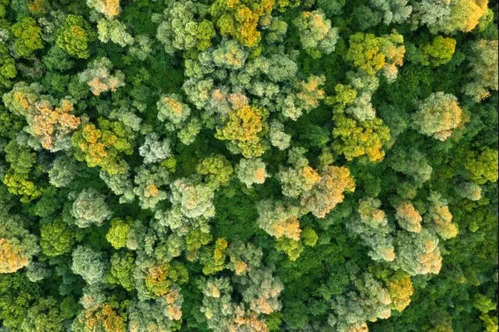 Framed Print : Aerial drone photo looking down on magical summer forest. Nature background. Landscape photography Framed Print : Aerial drone photo looking down on magical summer forest. Nature background. Landscape photography