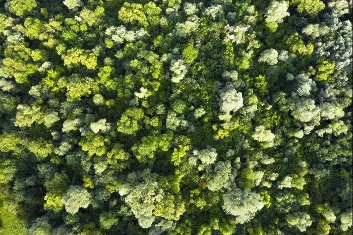 Framed Print : Aerial drone photo looking down on magical summer forest. Nature background. Landscape photography Framed Print : Aerial drone photo looking down on magical summer forest. Nature background. Landscape photography