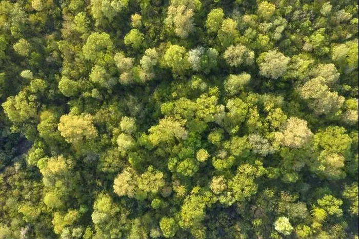 Framed Print : Aerial drone photo looking down on magical summer forest. Nature background. Landscape photography Framed Print : Aerial drone photo looking down on magical summer forest. Nature background. Landscape photography