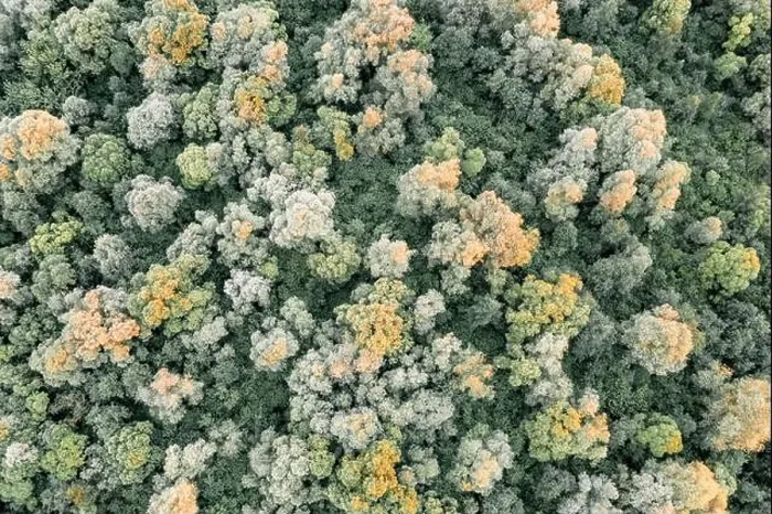 Framed Print : Aerial drone photo looking down on magical summer forest. Nature background. Landscape photography Framed Print : Aerial drone photo looking down on magical summer forest. Nature background. Landscape photography