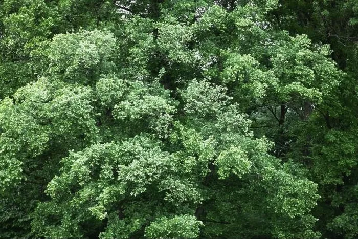 Framed Print : Aerial drone photo looking down on magical summer forest. Nature background. Landscape photography Framed Print : Aerial drone photo looking down on magical summer forest. Nature background. Landscape photography