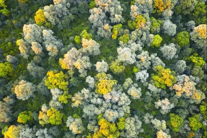 Framed Print : Aerial drone photo looking down on magical summer forest with warm sunbeams illuminating the trunks and leaves. Nature background Framed Print : Aerial drone photo looking down on magical summer forest with warm sunbeams illuminating the trunks and leaves. Nature background
