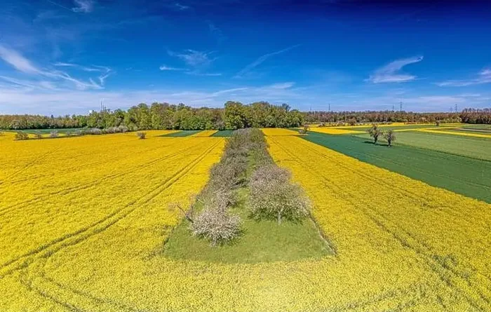 Framed Print : Aerial drone picture of rape field in spring in typical bright yellow color during daytime Framed Print : Aerial drone picture of rape field in spring in typical bright yellow color during daytime