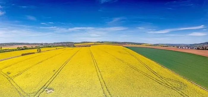 Framed Print : Aerial drone picture of rape field in spring in typical bright yellow color during daytime Framed Print : Aerial drone picture of rape field in spring in typical bright yellow color during daytime