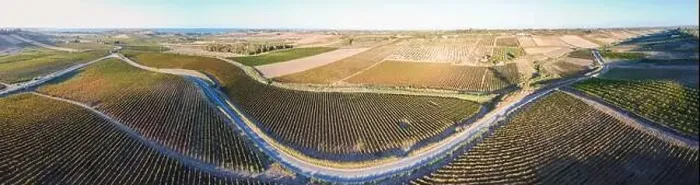 Framed Print : Aerial drone. Rows of Vineyards in Menfi, Sicily Framed Print : Aerial drone. Rows of Vineyards in Menfi, Sicily