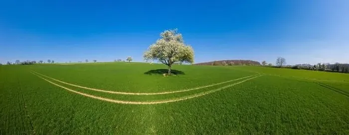 Framed Print : Aerial drone view, agricultural landscape with blooming apple trees Framed Print : Aerial drone view, agricultural landscape with blooming apple trees