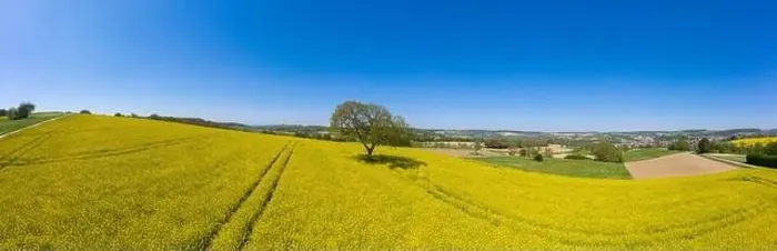 Framed Print : Aerial drone view, agricultural landscape with rape field, Walzbachtal, Kraichgau, Baden-Wurttemberg, Germany, Europe Framed Print : Aerial drone view, agricultural landscape with rape field, Walzbachtal, Kraichgau, Baden-Wurttemberg, Germany, Europe