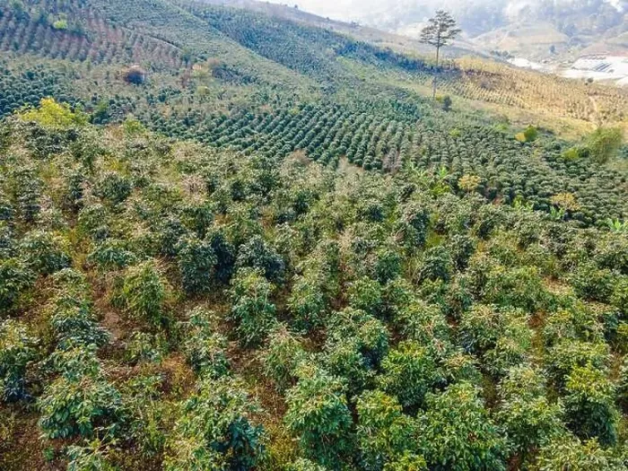 Framed Print : Aerial drone view of a green coffee field in Vietnam Framed Print : Aerial drone view of a green coffee field in Vietnam
