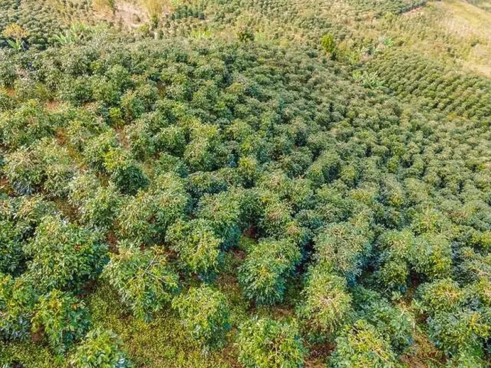 Framed Print : Aerial drone view of a green coffee field in Vietnam Framed Print : Aerial drone view of a green coffee field in Vietnam