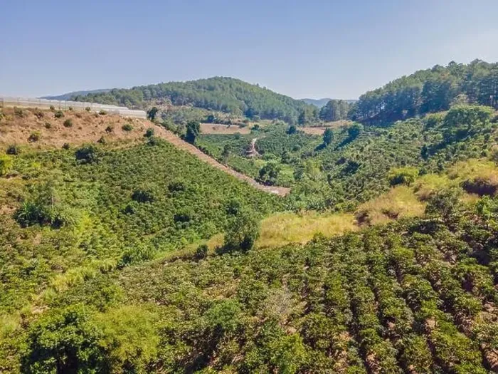 Framed Print : Aerial drone view of a green coffee field in Vietnam Framed Print : Aerial drone view of a green coffee field in Vietnam