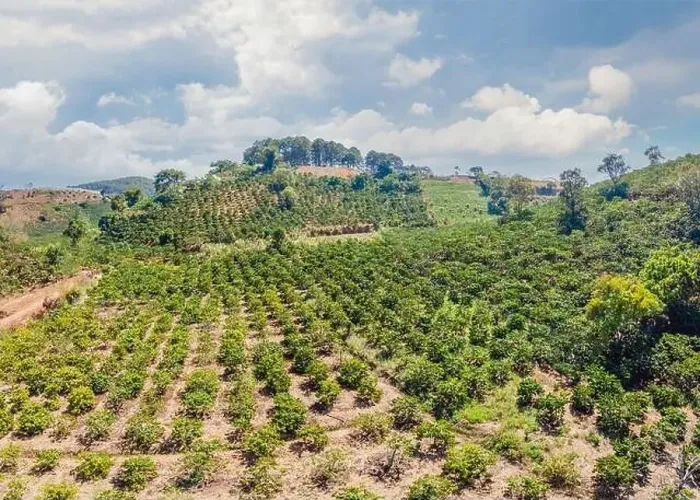 Framed Print : Aerial drone view of a green coffee field in Vietnam Framed Print : Aerial drone view of a green coffee field in Vietnam
