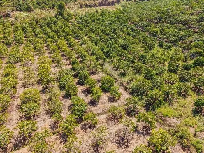 Framed Print : Aerial drone view of a green coffee field in Vietnam Framed Print : Aerial drone view of a green coffee field in Vietnam