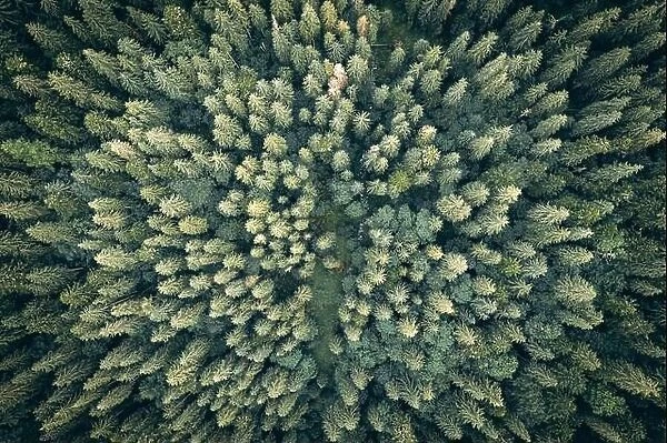 Aerial drone top down view. Green trees in summer forest. Sunny day in autumn mountains