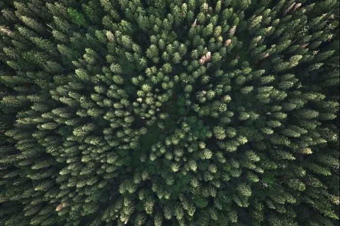 Framed Print : Aerial drone top down view. Green trees in summer forest. Sunny day in autumn mountains Framed Print : Aerial drone top down view. Green trees in summer forest. Sunny day in autumn mountains