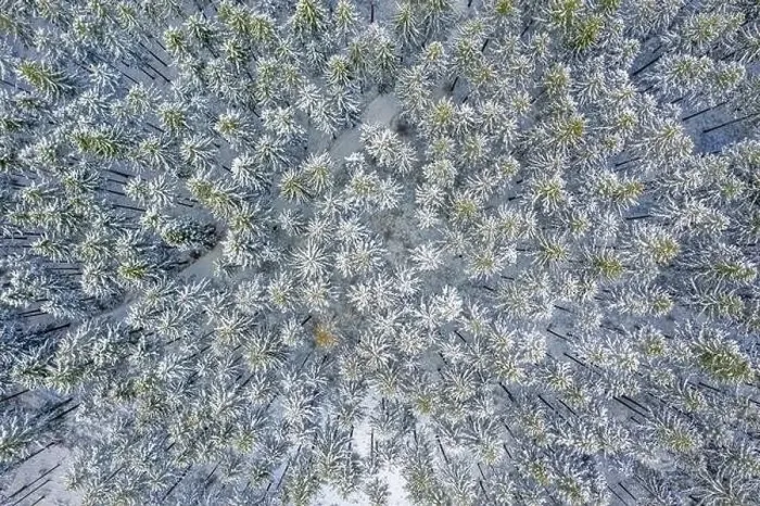Framed Print : Aerial Drone View of Snow Covered Evergreen Christmas Tree Forest after Snow Blizzard - white beautiful treetops Framed Print : Aerial Drone View of Snow Covered Evergreen Christmas Tree Forest after Snow Blizzard - white beautiful treetops