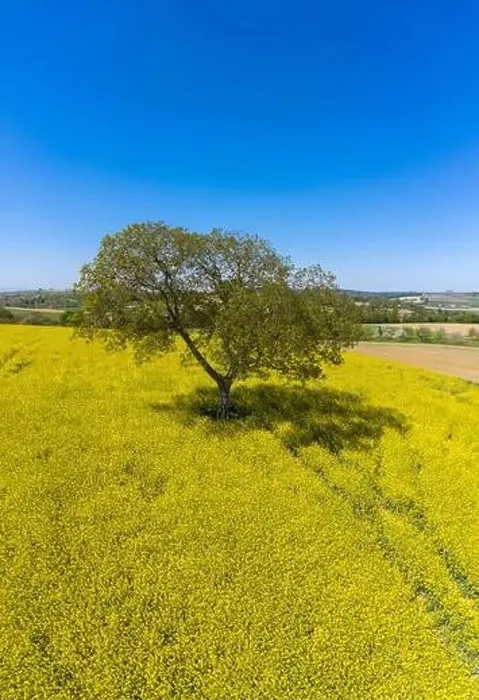 Framed Print : Aerial drone view, solitary tree in the rape field, Walzbachtal, Kraichgau, Baden-Wurttemberg, Germany, Europe Framed Print : Aerial drone view, solitary tree in the rape field, Walzbachtal, Kraichgau, Baden-Wurttemberg, Germany, Europe