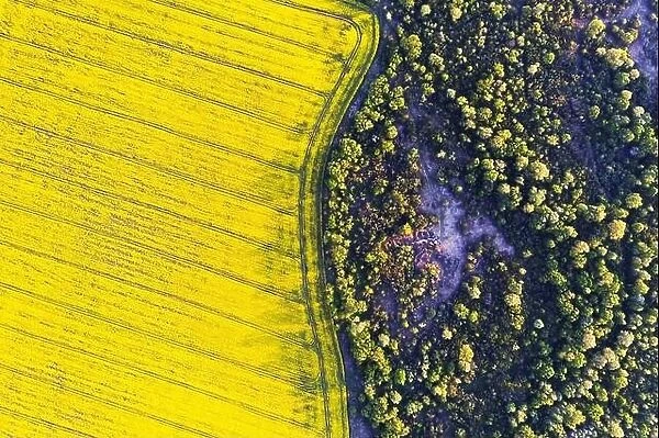 Aerial drone top view of yellow blooming field of rapeseed with lines from tractor tracks and green forest on sunny spring or summer day