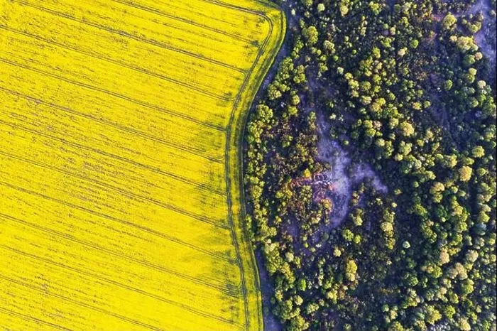 Framed Print : Aerial drone top view of yellow blooming field of rapeseed with lines from tractor tracks and green forest on sunny spring or summer day Framed Print : Aerial drone top view of yellow blooming field of rapeseed with lines from tractor tracks and green forest on sunny spring or summer day