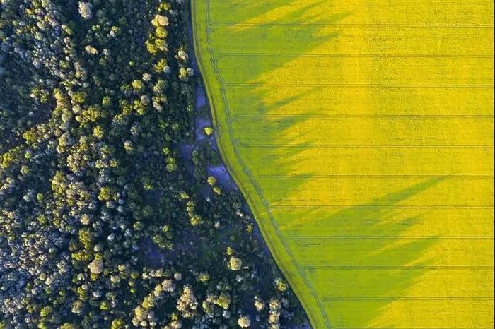 Framed Print : Aerial drone top view of yellow blooming field of rapeseed with lines from tractor tracks and green forest on sunny spring or summer day Framed Print : Aerial drone top view of yellow blooming field of rapeseed with lines from tractor tracks and green forest on sunny spring or summer day