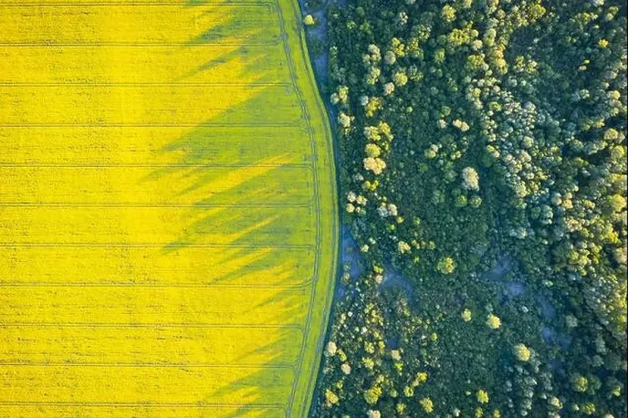 Framed Print : Aerial drone top view of yellow blooming field of rapeseed with lines from tractor tracks and green forest on sunny spring or summer day