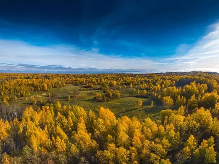 Framed Print : Aerial Drone view of yellow top of the forests at Autumn Framed Print : Aerial Drone view of yellow top of the forests at Autumn