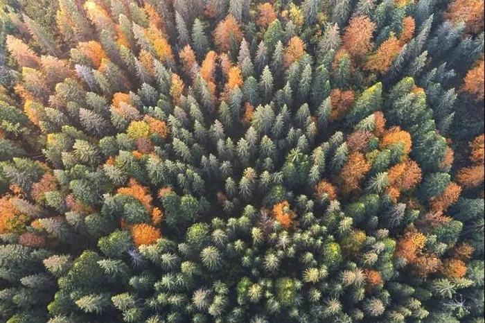 Framed Print : Aerial drone top down view. Yellow, orange and red autumn trees in colorful forest. Sunny day in autumn mountains Framed Print : Aerial drone top down view. Yellow, orange and red autumn trees in colorful forest. Sunny day in autumn mountains