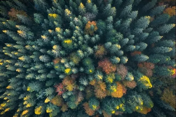 Framed Print : Aerial drone top down view. Yellow, orange and red autumn trees in colorful forest. Sunny day in autumn mountains Framed Print : Aerial drone top down view. Yellow, orange and red autumn trees in colorful forest. Sunny day in autumn mountains
