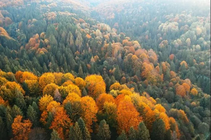 Framed Print : Aerial drone top down view. Yellow, orange and red autumn trees in colorful forest. Sunny day in autumn mountains Framed Print : Aerial drone top down view. Yellow, orange and red autumn trees in colorful forest. Sunny day in autumn mountains