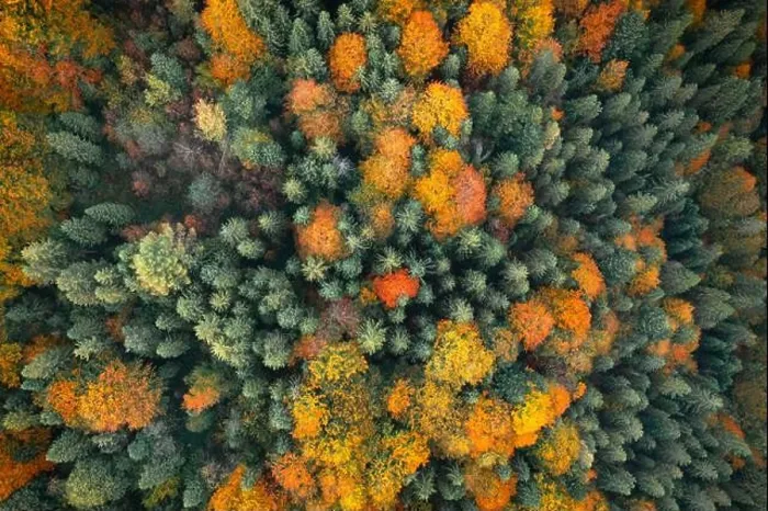 Framed Print : Aerial drone top down view. Yellow, orange and red autumn trees in colorful forest. Sunny day in autumn mountains Framed Print : Aerial drone top down view. Yellow, orange and red autumn trees in colorful forest. Sunny day in autumn mountains