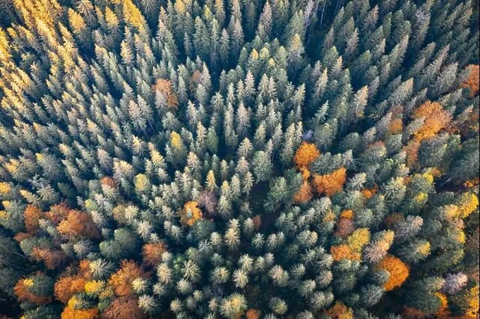Framed Print : Aerial drone top down view. Yellow, orange and red autumn trees in colorful forest. Sunny day in autumn mountains Framed Print : Aerial drone top down view. Yellow, orange and red autumn trees in colorful forest. Sunny day in autumn mountains