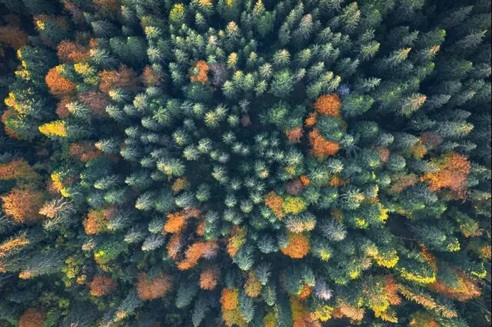 Framed Print : Aerial drone top down view. Yellow, orange and red autumn trees in colorful forest. Sunny day in autumn mountains