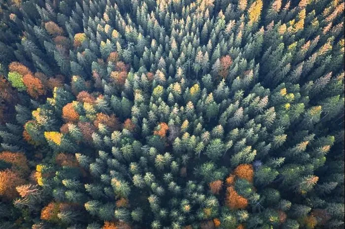 Framed Print : Aerial drone top down view. Yellow, orange and red autumn trees in colorful forest. Sunny day in autumn mountains Framed Print : Aerial drone top down view. Yellow, orange and red autumn trees in colorful forest. Sunny day in autumn mountains