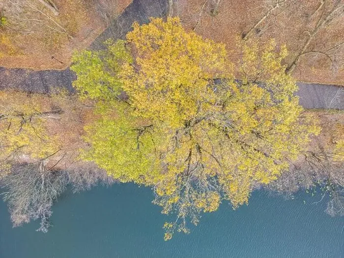Framed Print : AERIAL forest in amazing autumn shades with road hiding under treetops