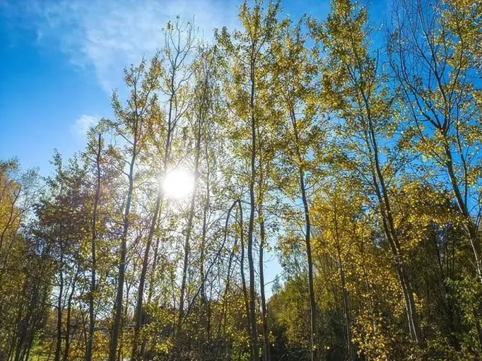 Framed Print : AERIAL forest in amazing autumn shades with road hiding under treetops