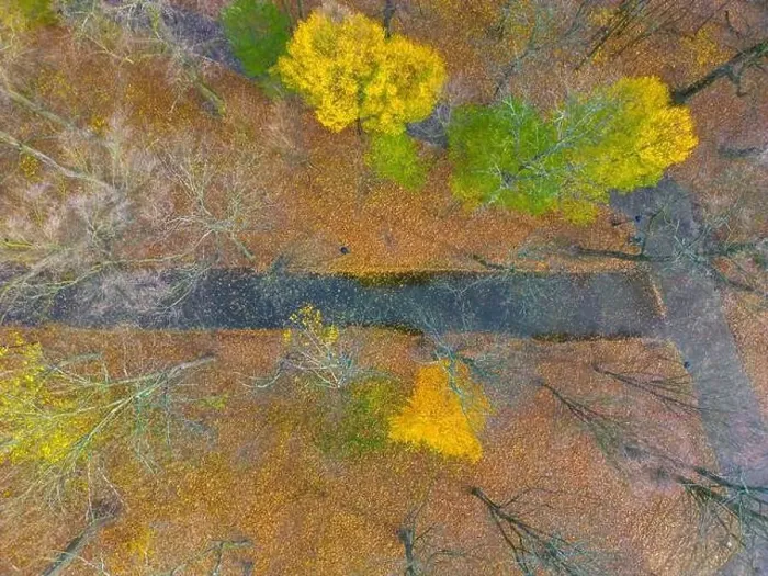 Framed Print : AERIAL forest in amazing autumn shades with road hiding under treetops Framed Print : AERIAL forest in amazing autumn shades with road hiding under treetops