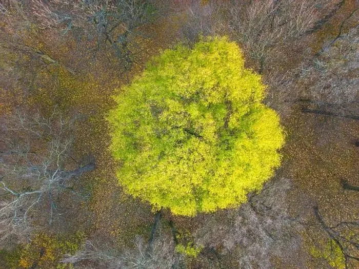 Framed Print : AERIAL forest in amazing autumn shades with road hiding under treetops Framed Print : AERIAL forest in amazing autumn shades with road hiding under treetops
