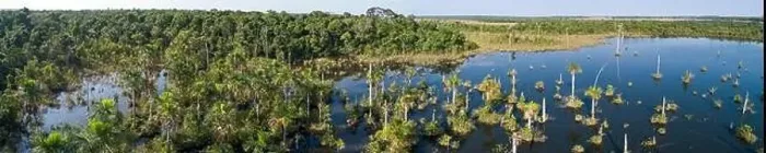 Framed Print : Aerial panorama of an Amazon lagoon with palm trees around and in water Framed Print : Aerial panorama of an Amazon lagoon with palm trees around and in water