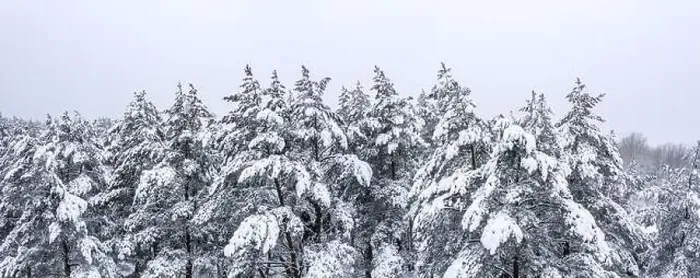 Framed Print : aerial panoramic view of snow-covered fir treetops in the winter forest
