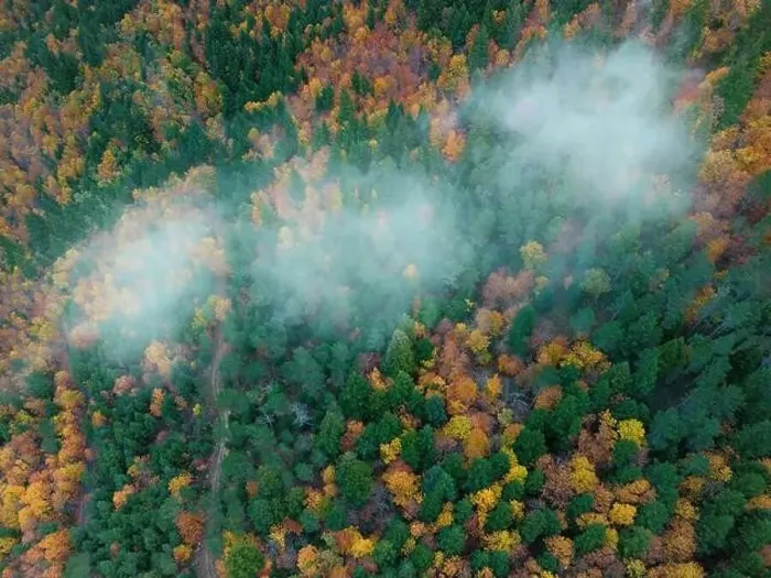 Framed Print : Aerial picturesque drone view of bright yellow and green trees growing in forest during autumn Framed Print : Aerial picturesque drone view of bright yellow and green trees growing in forest during autumn