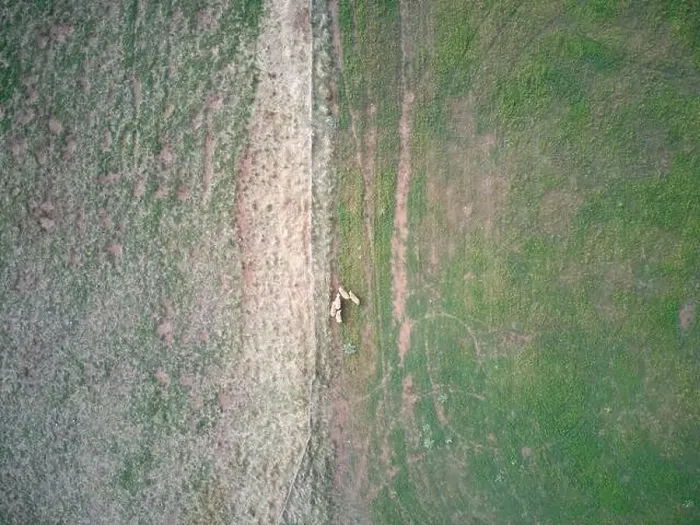 Framed Print : Aerial sheep farm showing sheep grazing in a green field landscape with fence and animal tracks, Victoria, Australia