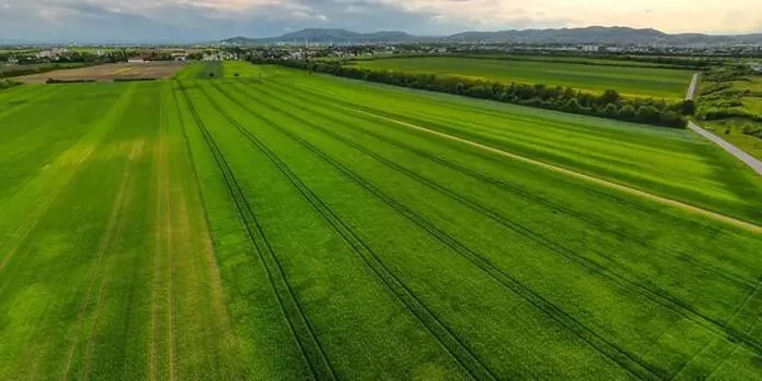 Framed Print : Aerial shot from a drone of young green wheat in Spring Framed Print : Aerial shot from a drone of young green wheat in Spring