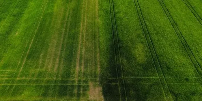 Framed Print : Aerial shot from a drone of young green wheat in Spring Framed Print : Aerial shot from a drone of young green wheat in Spring