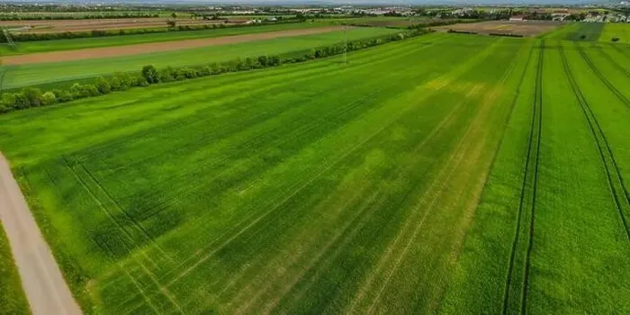 Framed Print : Aerial shot from a drone of young green wheat in Spring Framed Print : Aerial shot from a drone of young green wheat in Spring