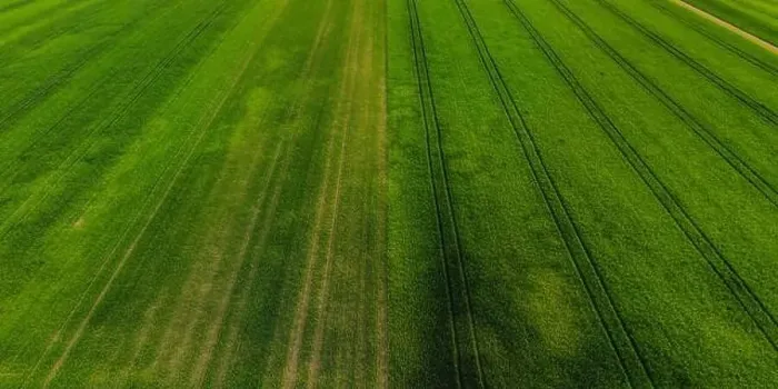 Framed Print : Aerial shot from a drone of young green wheat in Spring Framed Print : Aerial shot from a drone of young green wheat in Spring