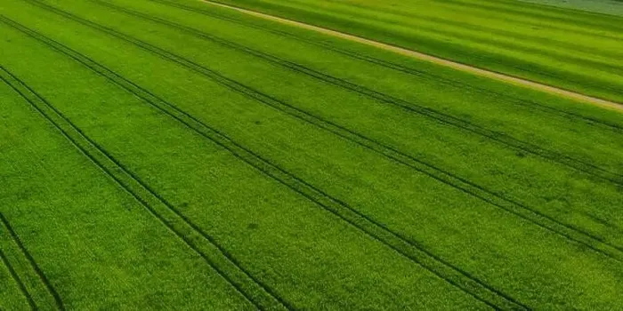 Framed Print : Aerial shot from a drone of young green wheat in Spring Framed Print : Aerial shot from a drone of young green wheat in Spring
