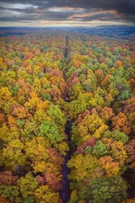 Framed Print : Aerial top down vertical panorama of road through the autumn forest Framed Print : Aerial top down vertical panorama of road through the autumn forest