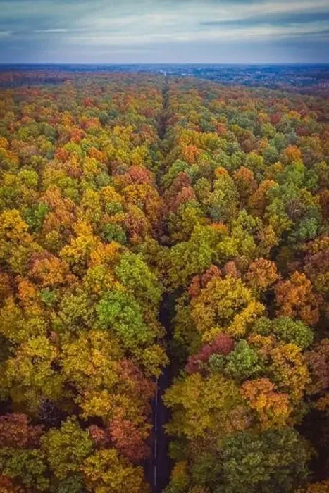 Framed Print : Aerial top down vertical panorama of road through the autumn forest Framed Print : Aerial top down vertical panorama of road through the autumn forest